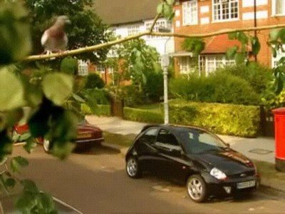 evitar,coche,cagadas,pajaro