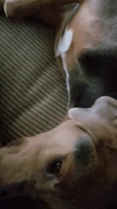 perro,actuar,forma,distinta