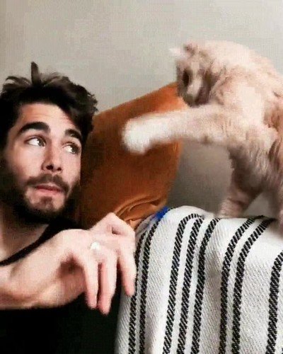 Enlace a Para tener a un gato entretenido solo necesitas un boli