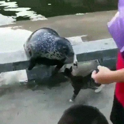 Enlace a Esta es la demostración de que todos los gatos son unos bordes