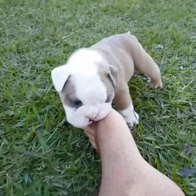 paraiso,lugar,parecido,perros