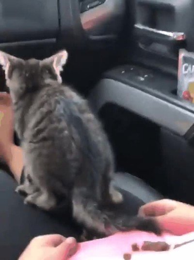viaje,coche,caca,arruinado,gato