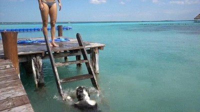 perro,subir,escaleras