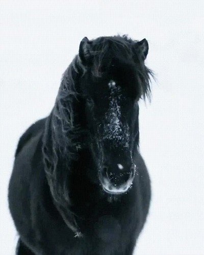 vida,cara,caballo,mirar,espejo,sentido