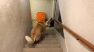 humano,mejor,forma,subir,escaleras