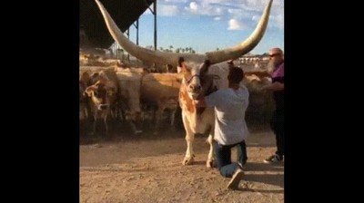 novia,erasmus,cuernos