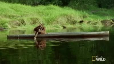 orangutan,transporte,canoa