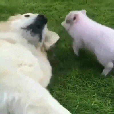 Enlace a Cuando pasas un buen rato jugando con tu hermano mayor