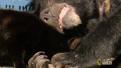 gato,mejor,amigo,oso