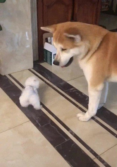 jugar,nuevo,cachorro