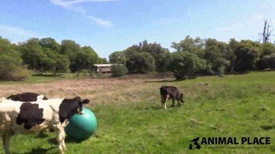 pasar,pelota,vaca,jugar