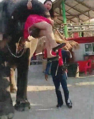 elefante. confundir,pelota