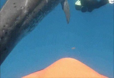 nadar. delfines,sensacion,maravillosa