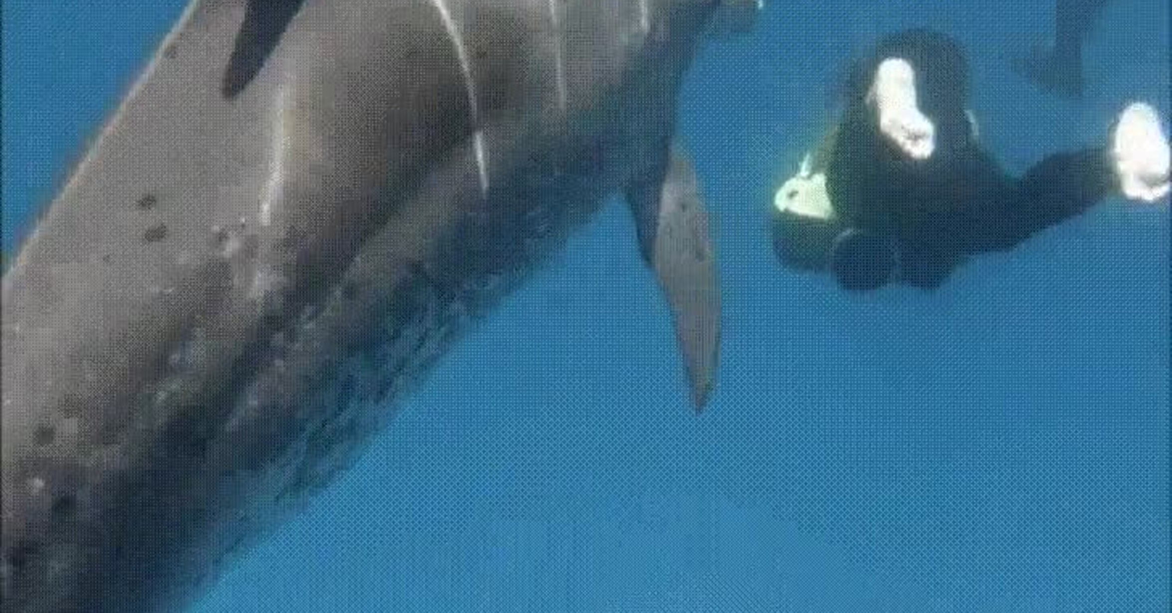 Cuanto Gana Un Entrenador De Delfines