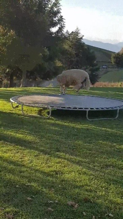 animales,pasarlo bien,trampolines
