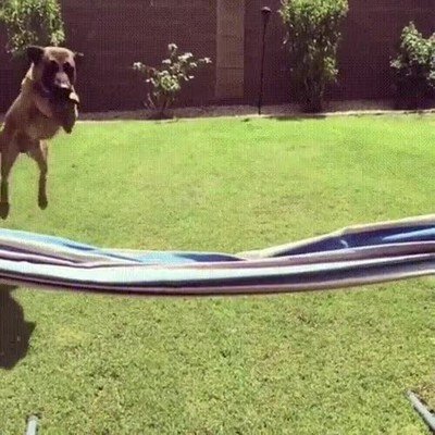 perro,adorar,retos,saltar,delante