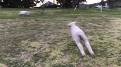 jugar,sensaci&oacute;n,mejor,amigo