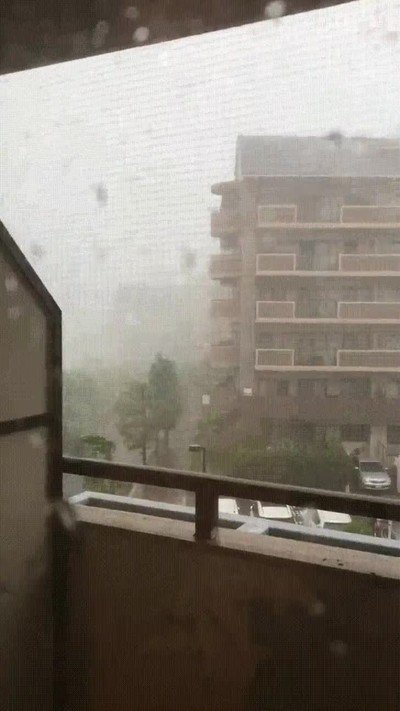 rama,arbol,vida,propia,saludar