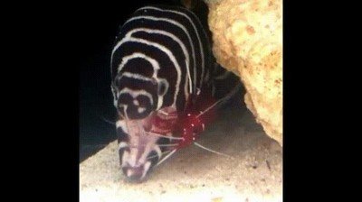 dentistas,mundo,animal