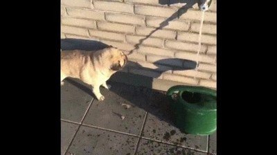 perro,problema,sombras