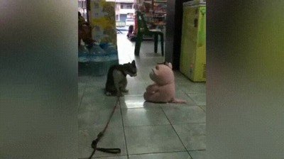 gato,movimiento,lucha libre