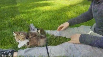 Enlace a The Floor is lava versión hierba