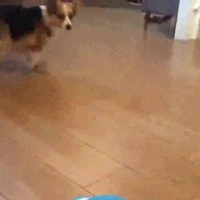 perro,necesitar,nadie,pelota