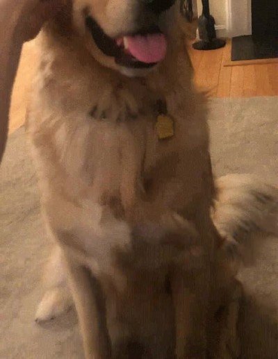 mirada,decepci&oacute;n,perro,mimos