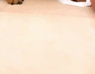 trauma,perruno,postre