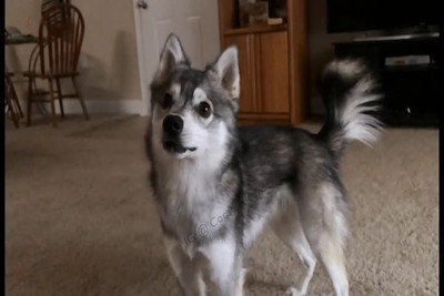 perrete,atrapar,bola,r&aacute;pida,camara lenta