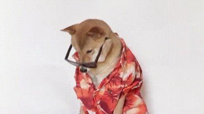 molar,perro,gafas,camisa