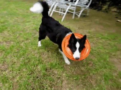 perro,entender,jugar,frisbee