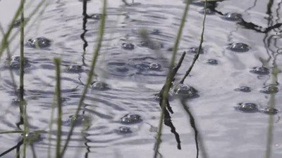 Enlace a ¿Cuánto tiempo crees que es capaz de aguantar bajo el agua?