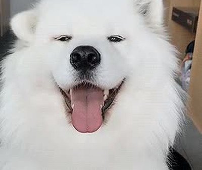 perro,saludar,adorable