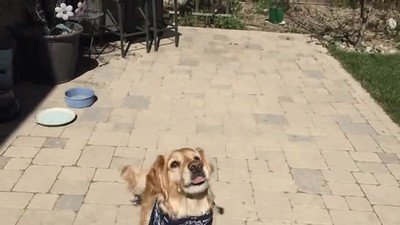 perro,representar,vida,donut,fail