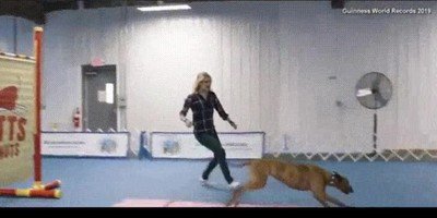 perro,agil,pluma,salto