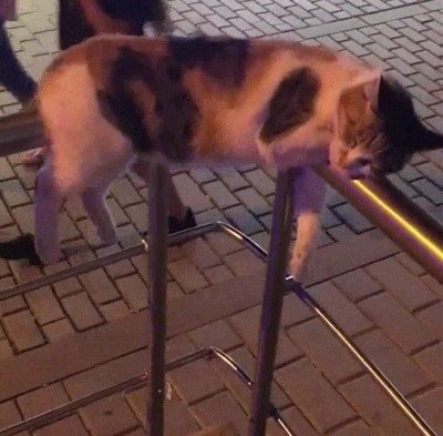 tipica,noche,gato,cama