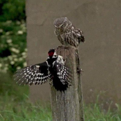 Enlace a Cuando en el colegio veías a los mayores del siguiente curso