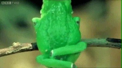 Enlace a Ranas con unas piernas tremendamente flexlibles 