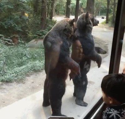 osos,gente,disfraz,comida