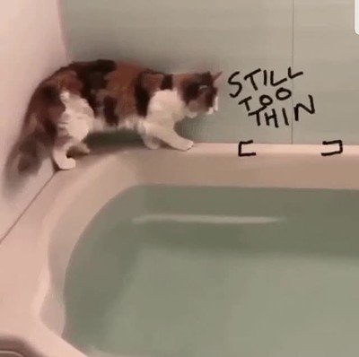 Enlace a Los cálculos mentales de un gatete para salir de la bañera