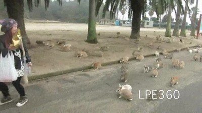 Enlace a Algo me dice que estos conejos tienen ganas de comer