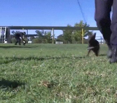 primer,dia,peque&ntilde;os,perro,academia,policia