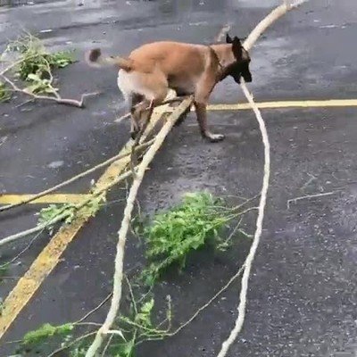 perro,ayudar,huracan