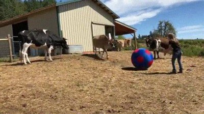 vaca,aprender,jugar,futbol