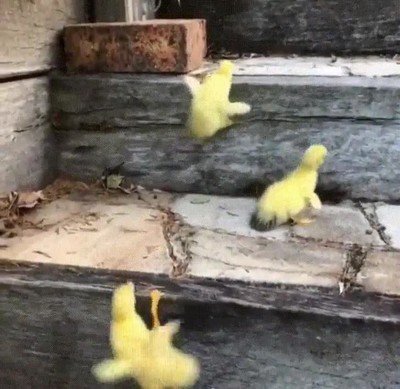 Enlace a Los primeros pasos de unos patitos subiendo escaleras 