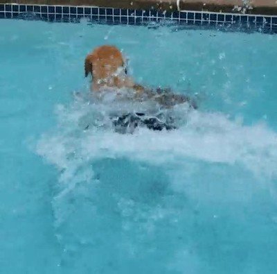 Enlace a Perro buceando hasta el fondo de la piscina para recuperar el frisbee