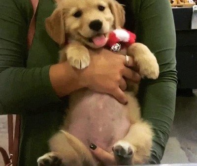 buen,despertar,perro