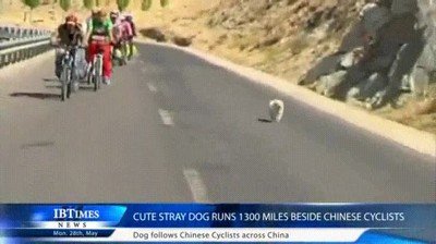 Enlace a Este perro se ha convertido en el mejor amigo de un grupo de ciclistas