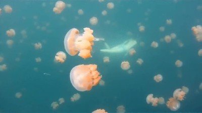 Enlace a Buceando en compañía de un montón de medudas doradas